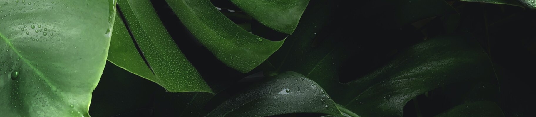 Grüne Blätter von einer Pflanze