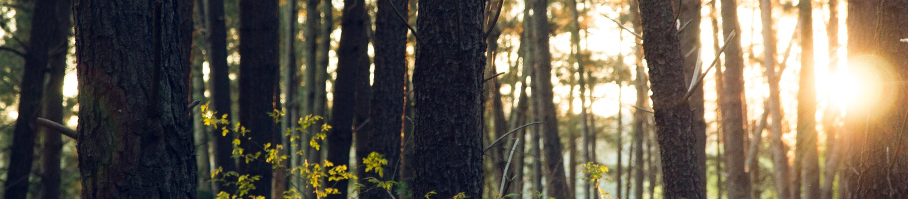 sun shining through trees